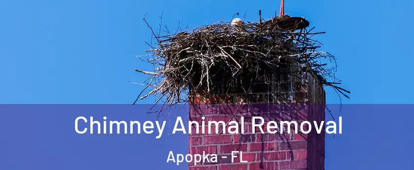 Chimney Animal Removal Apopka - FL