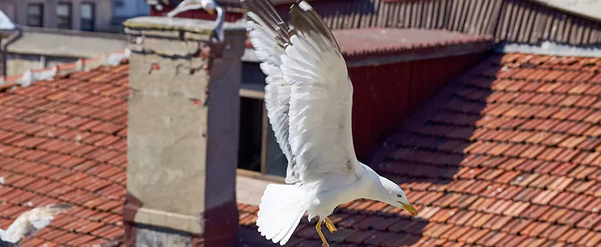 Residential Chimney Animal Removal Solution in Apopka, FL