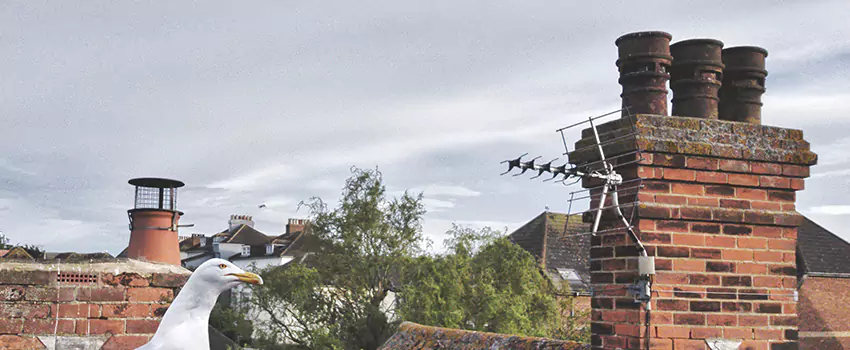 Chimney Cleaning And Restoration in Apopka, Florida